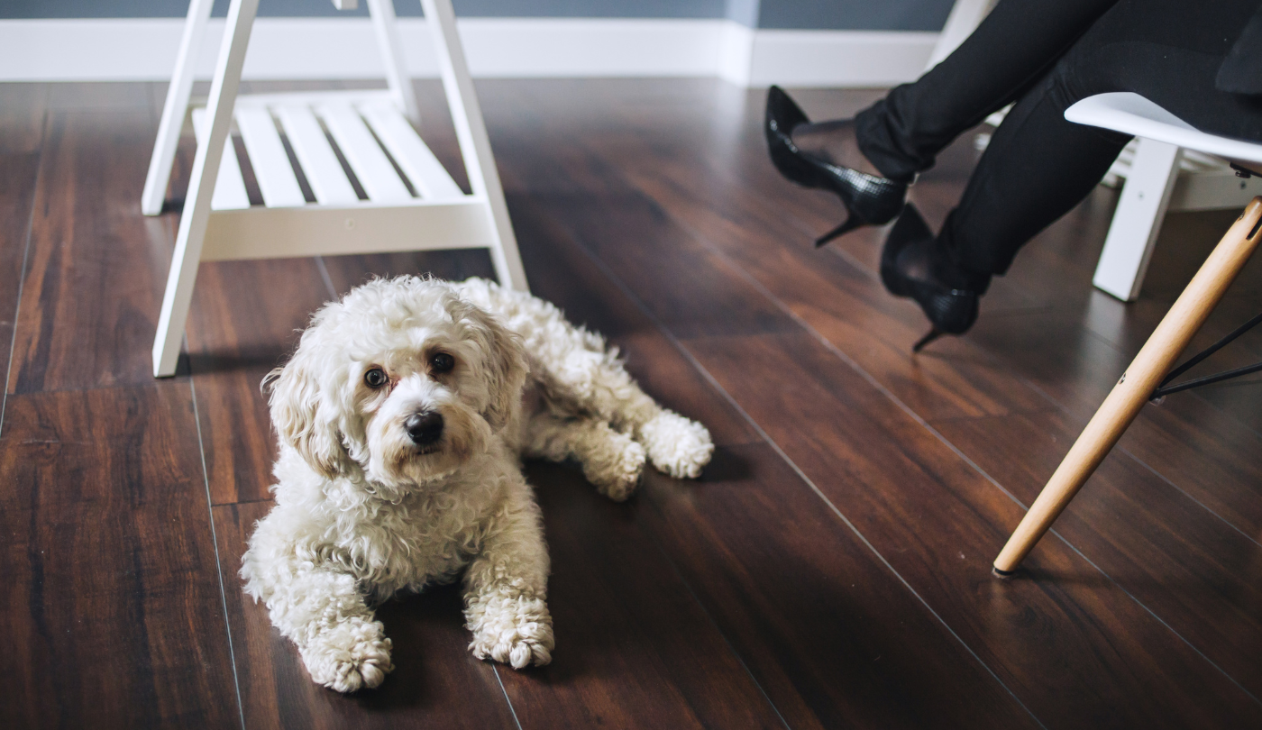 Why LVT is the Best PetFriendly Flooring Option? Yalla Wrap It