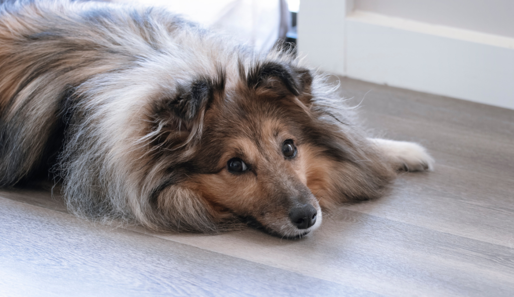 Why LVT Flooring is Pet Friendly Flooring